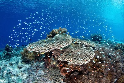 Bali snorkeling